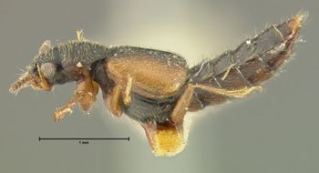 Media type: image;   Entomology 24068 Aspect: habitus lateral view